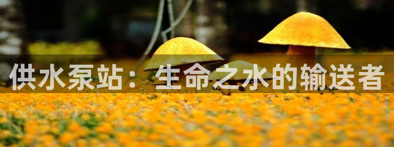 球友会比赛结果查询